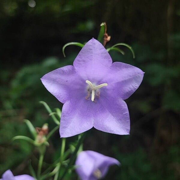 Campanula persicifolia Flower