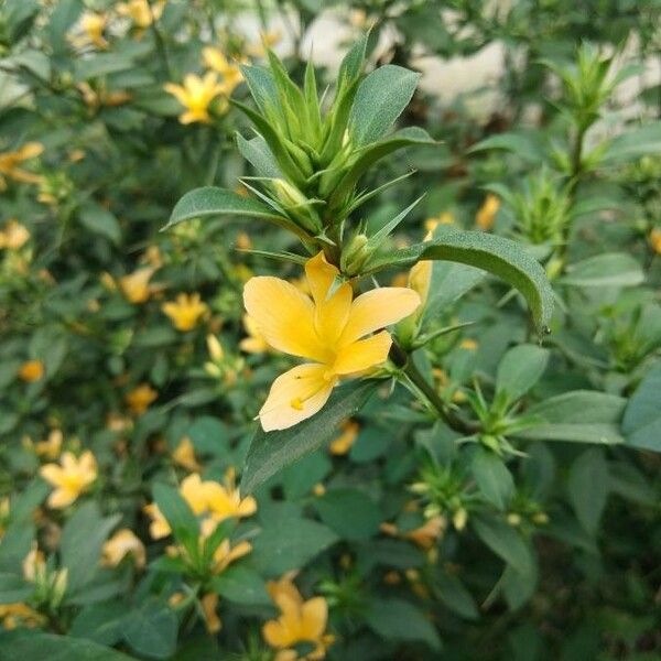 Barleria prionitis Blomma