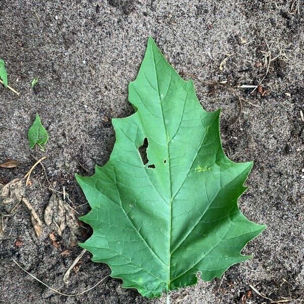 Datura metel Blad