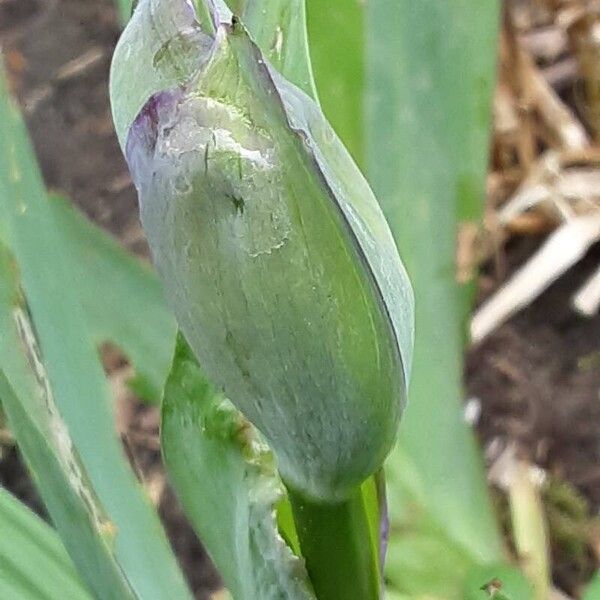 Iris × germanica Blomst