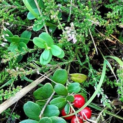 Vaccinium vitis-idaea Habit