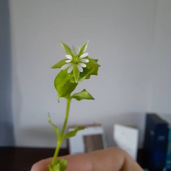 Cerastium diffusum Kwiat