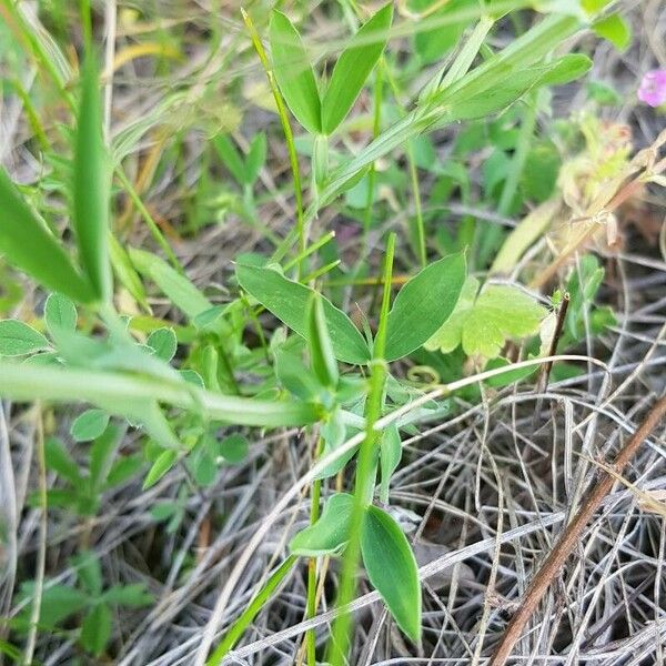 Lathyrus cicera Lapas