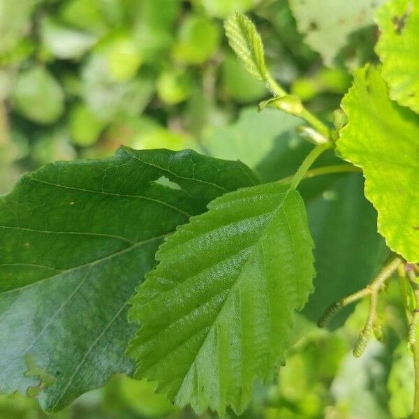 Alnus incana برگ