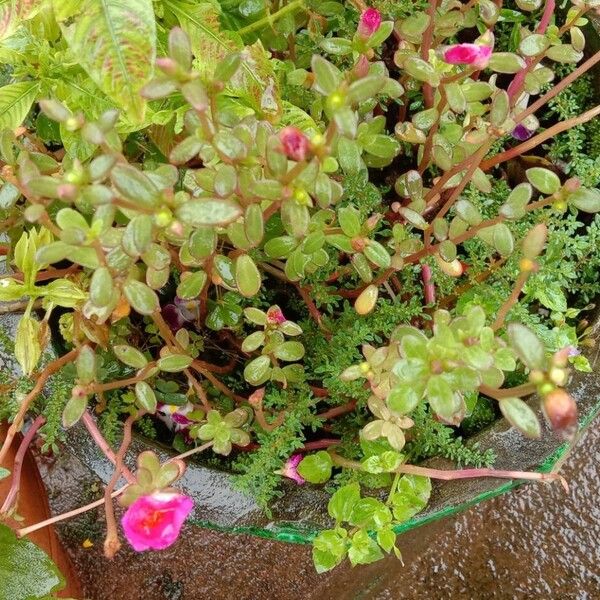 Portulaca umbraticola Tervik taim