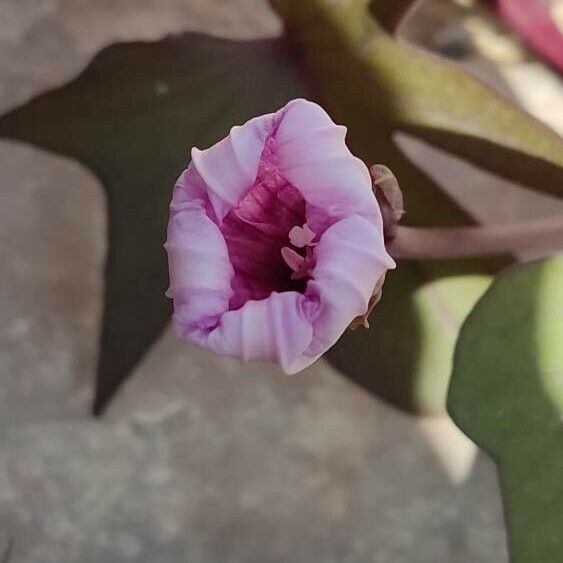 Ipomoea batatas Blomst