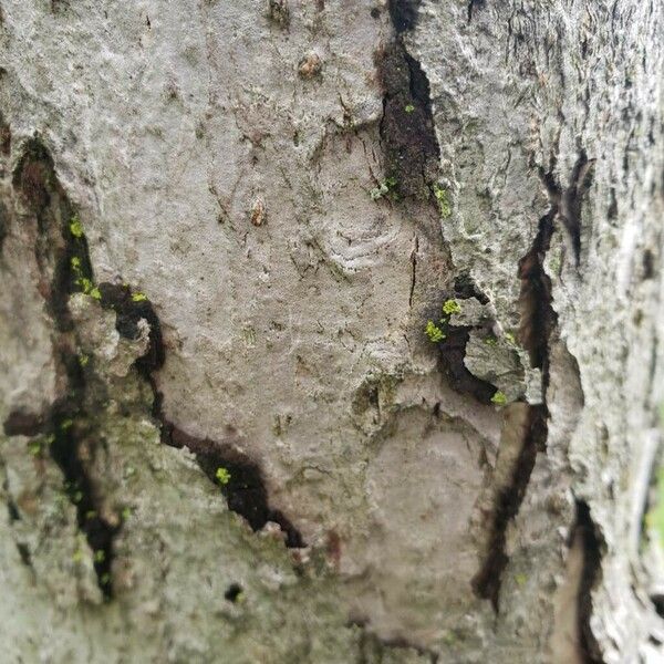 Malus prunifolia Corteccia