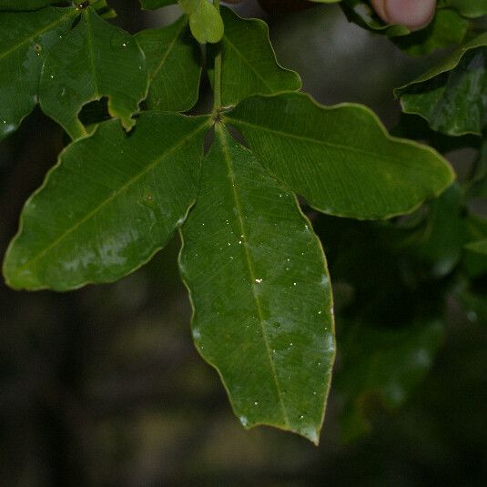 Vepris lanceolata Lehti