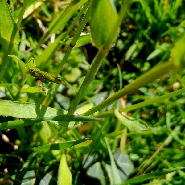 Anthoxanthum odoratum Leaf