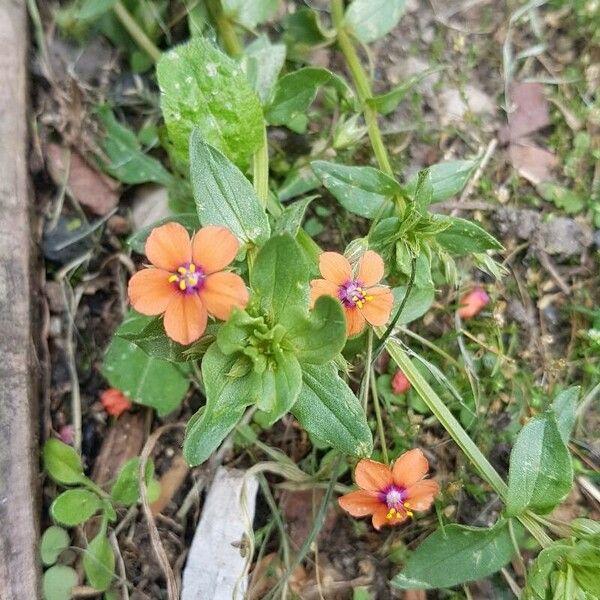 Lysimachia arvensis Цветок