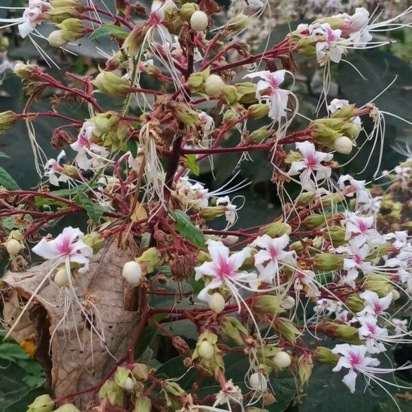 Clerodendrum infortunatum Fleur