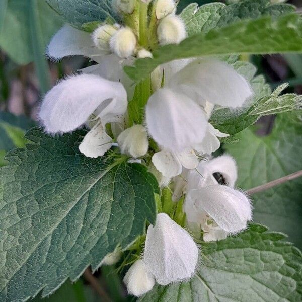 Lamium album Flower