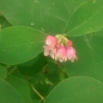 Apocynum androsaemifolium Flower