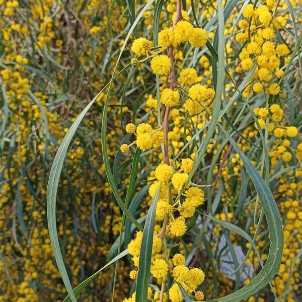 Acacia saligna 花