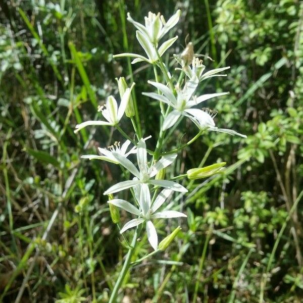 Loncomelos narbonense Fleur