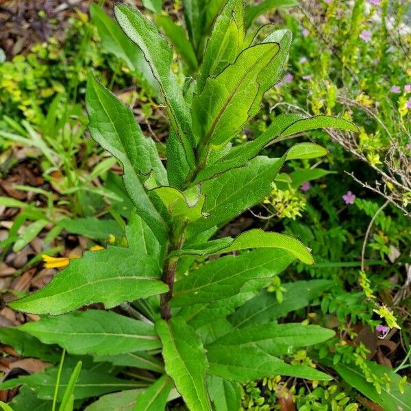 Silphium asteriscus Лист