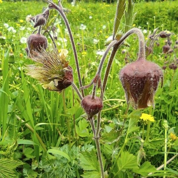 Geum rivale Blomma