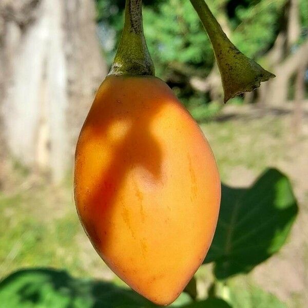Solanum betaceum Fruit