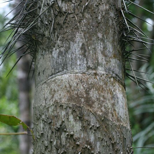 Bactris gasipaes Кора