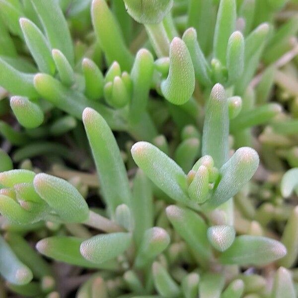 Delosperma cooperi Leaf