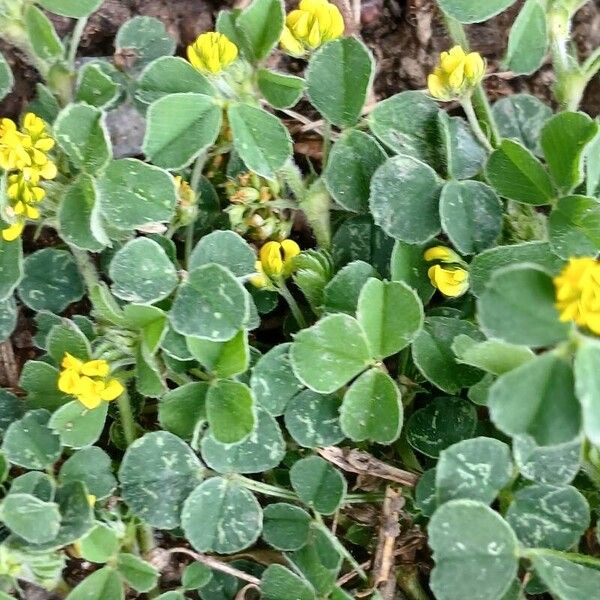 Medicago lupulina Хабит