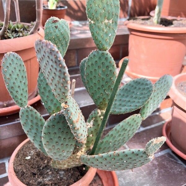 Opuntia microdasys Blad