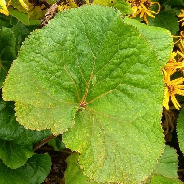 Ligularia dentata Leaf