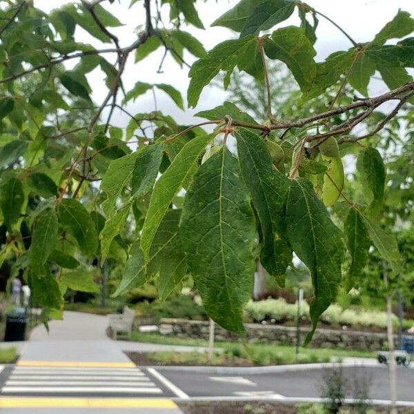Acer triflorum 葉
