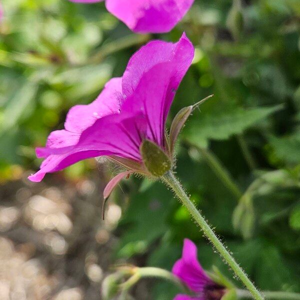 Geranium psilostemon Květ