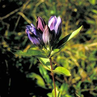 Gentiana saponaria Flower