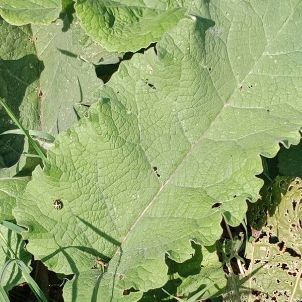 Arctium nemorosum पत्ता