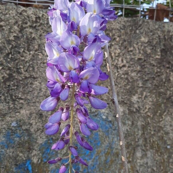 Wisteria sinensis Virág