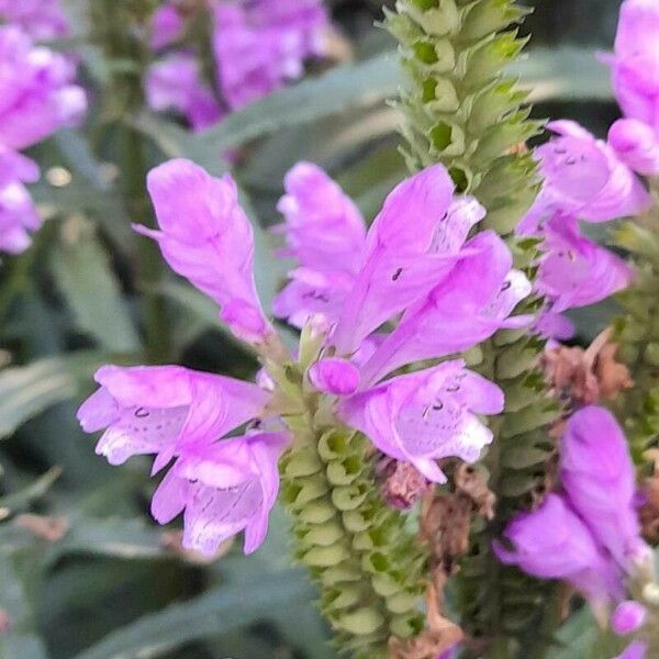 Physostegia virginiana Flor