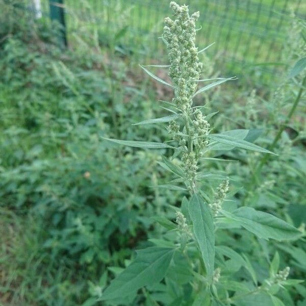 Chenopodium album 花