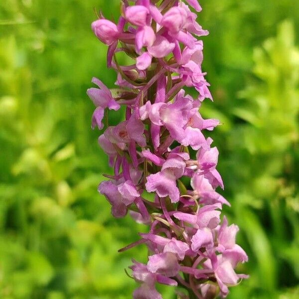 Gymnadenia conopsea Blomst