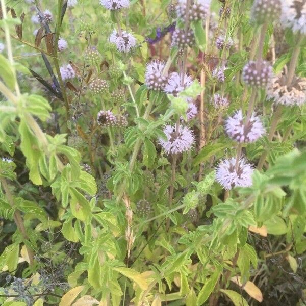 Mentha pulegium Folha