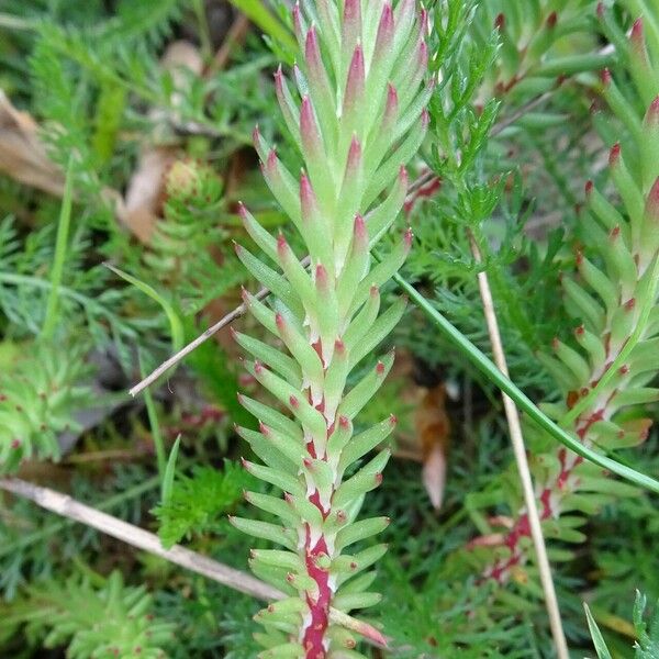 Petrosedum rupestre Feuille