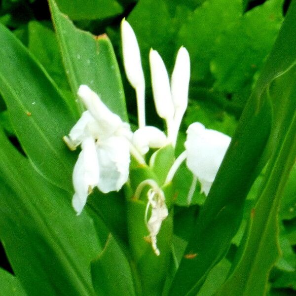 Hedychium coronarium Cvet