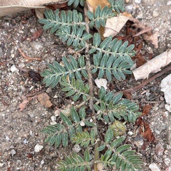 Tribulus terrestris Liść