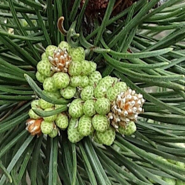 Pinus mugo Flower