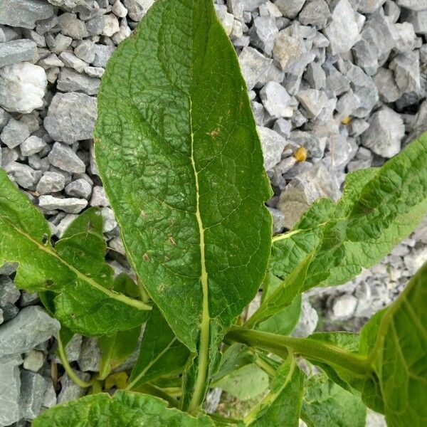 Verbascum densiflorum 叶