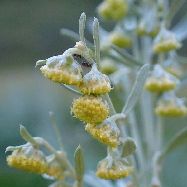 Artemisia absinthium Flower