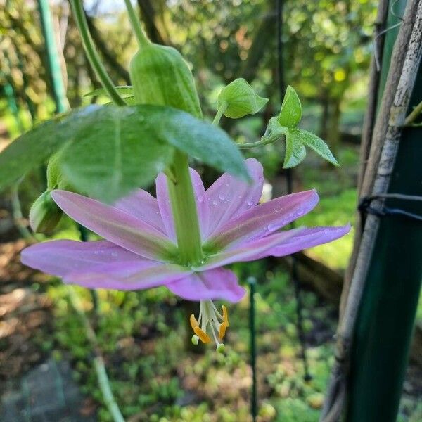 Passiflora tripartita Fleur