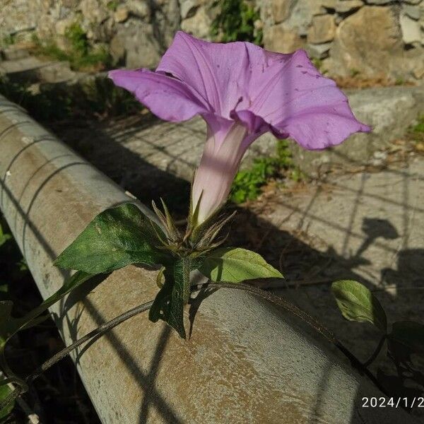 Ipomoea indica Flower