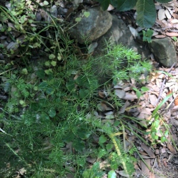 Asparagus tenuifolius 整株植物