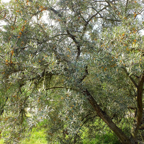 Hippophae rhamnoides Celota