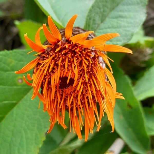 Cnicothamnus lorentzii Flower