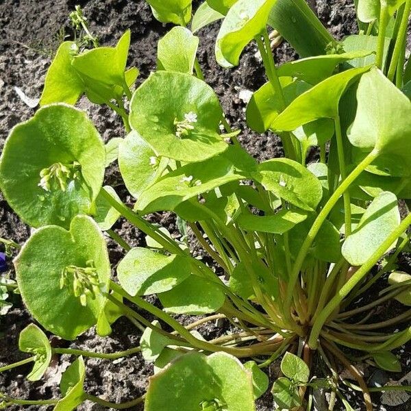 Claytonia perfoliata Liść