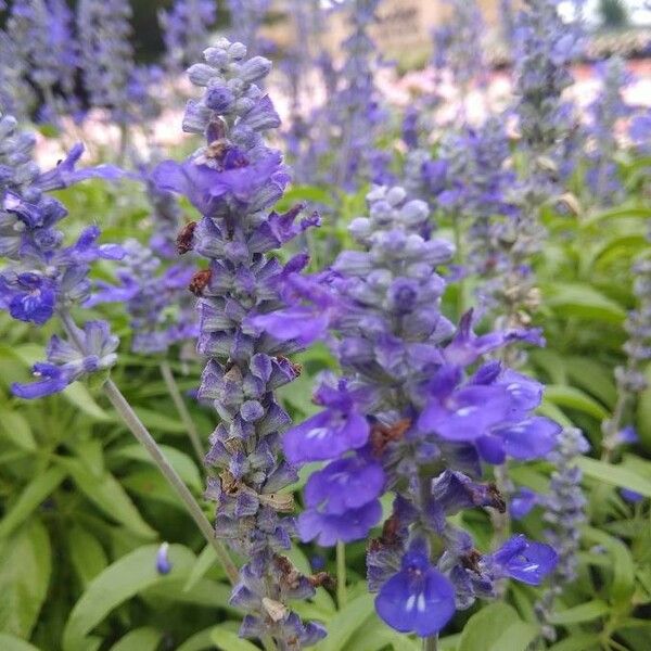 Salvia farinacea 花