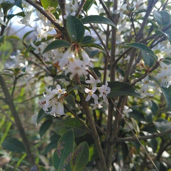 Osmanthus × burkwoodii फूल